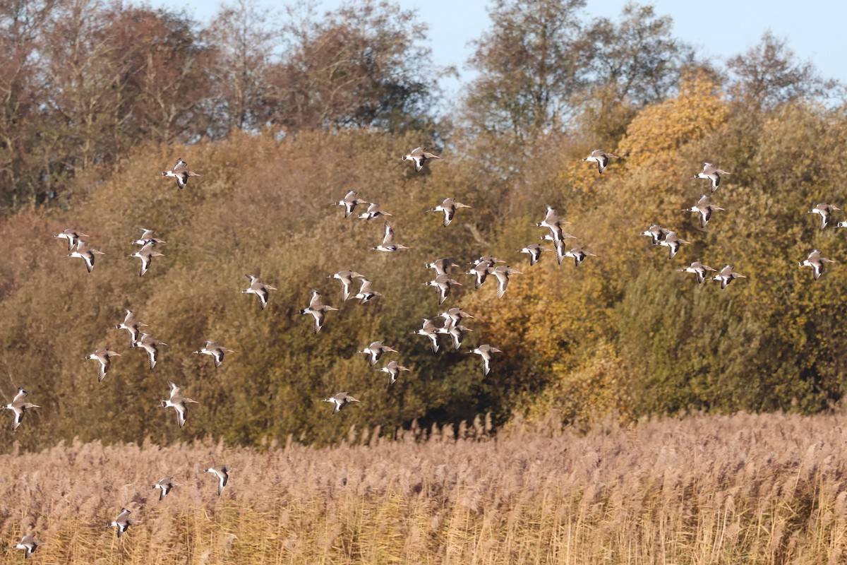Black-tailed Godwit - ML646109513