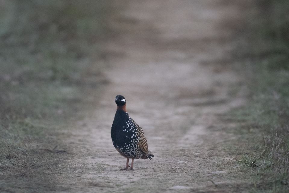 Black Francolin - ML646109524