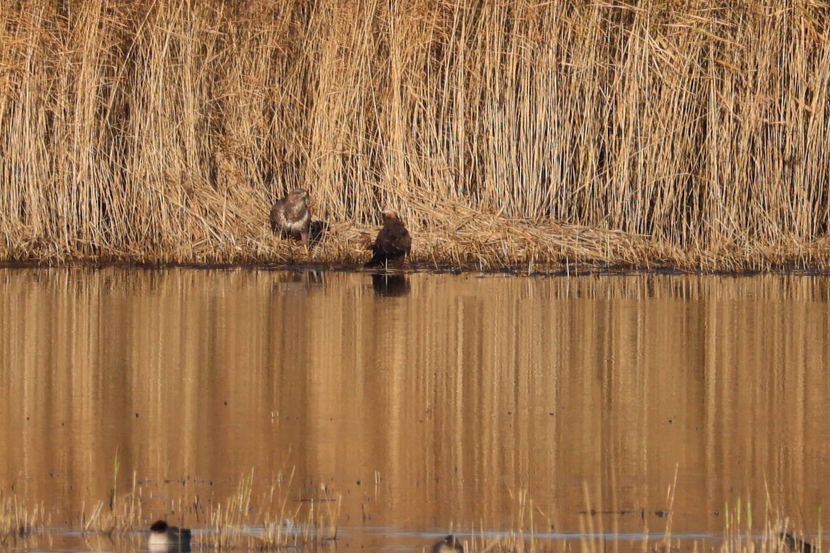 Common Buzzard - ML646109526
