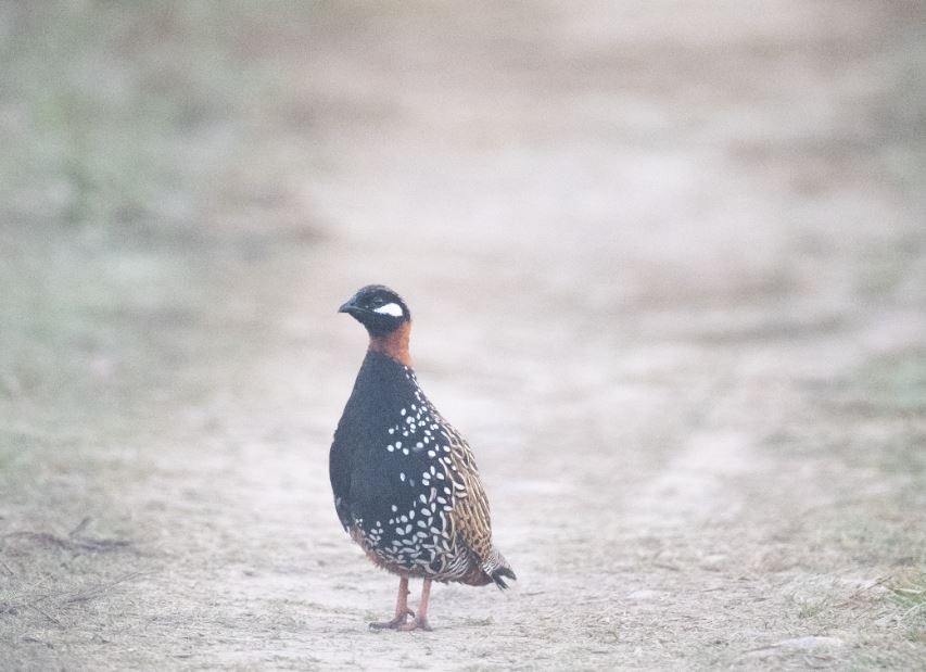 Black Francolin - ML646109527