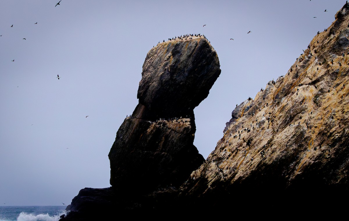 Imperial Cormorant - ML646109534