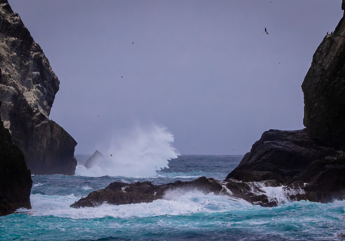 Imperial Cormorant - ML646109535