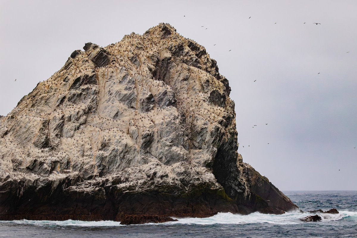 Imperial Cormorant - ML646109536