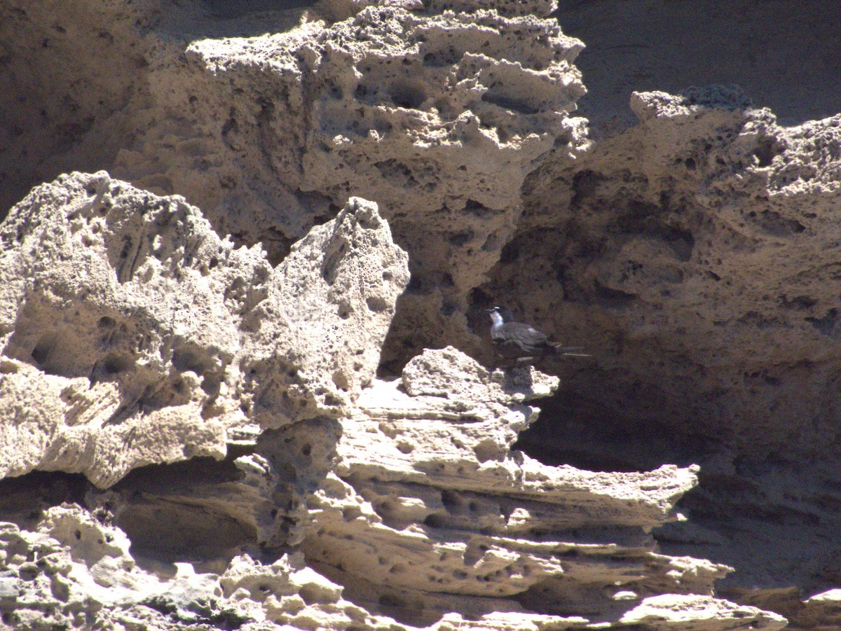 Sterne bridée - ML646109543