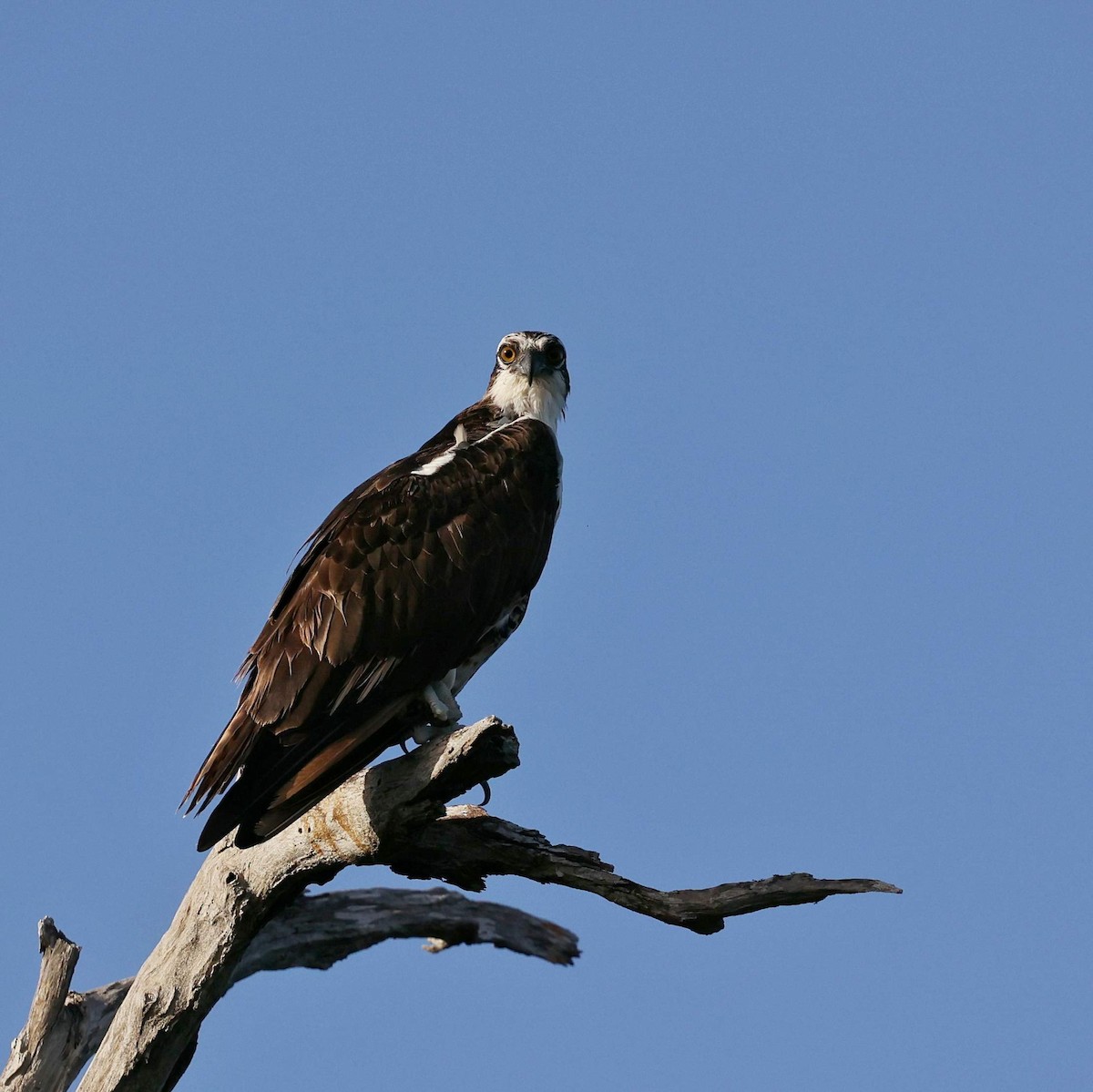 Скопа - ML646109545