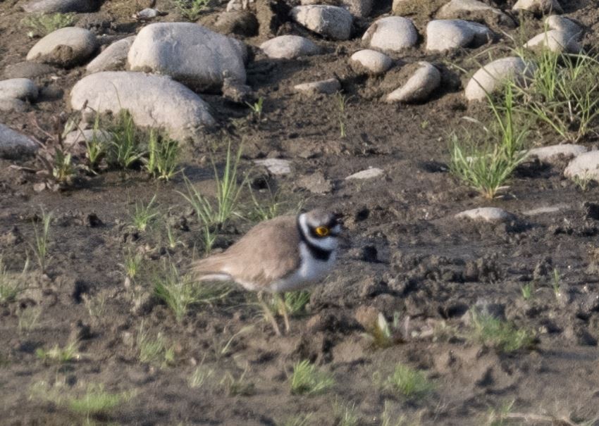 Little Ringed Plover - ML646109546