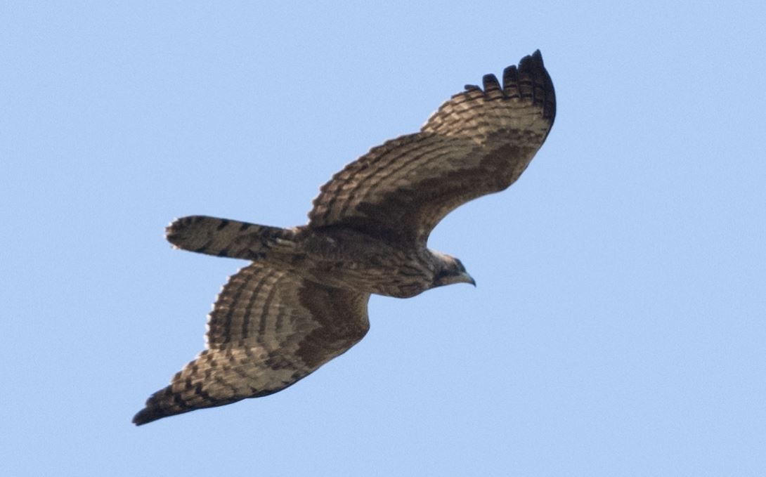 Oriental Honey-buzzard - ML646109554
