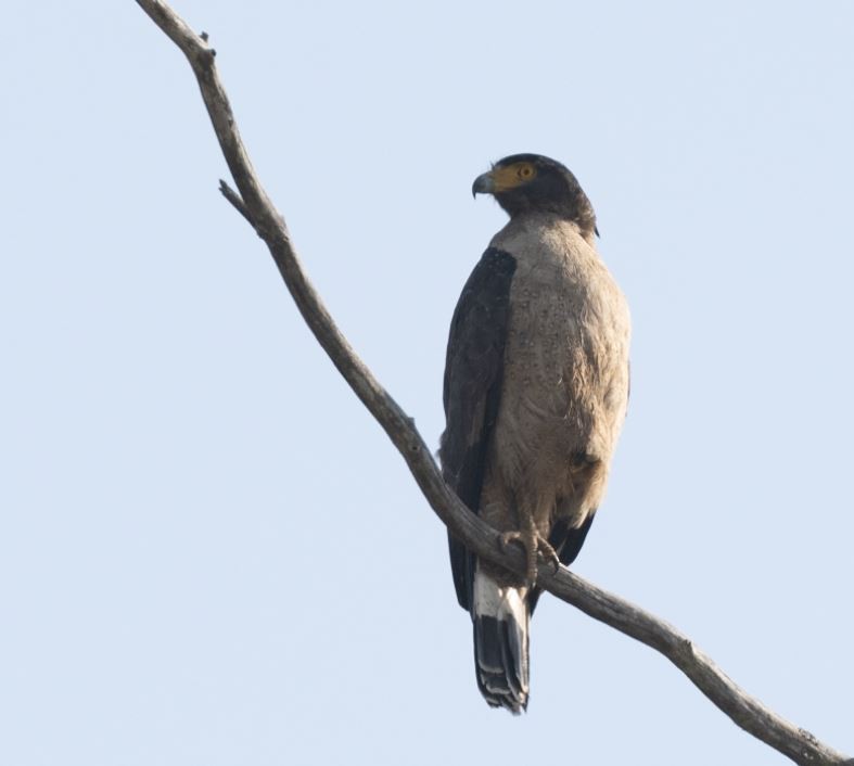 Culebrera Chiíla - ML646109557