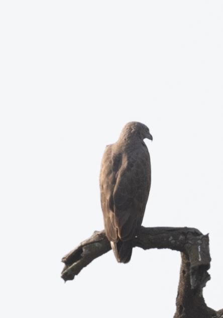 Lesser Fish-Eagle - ML646109568