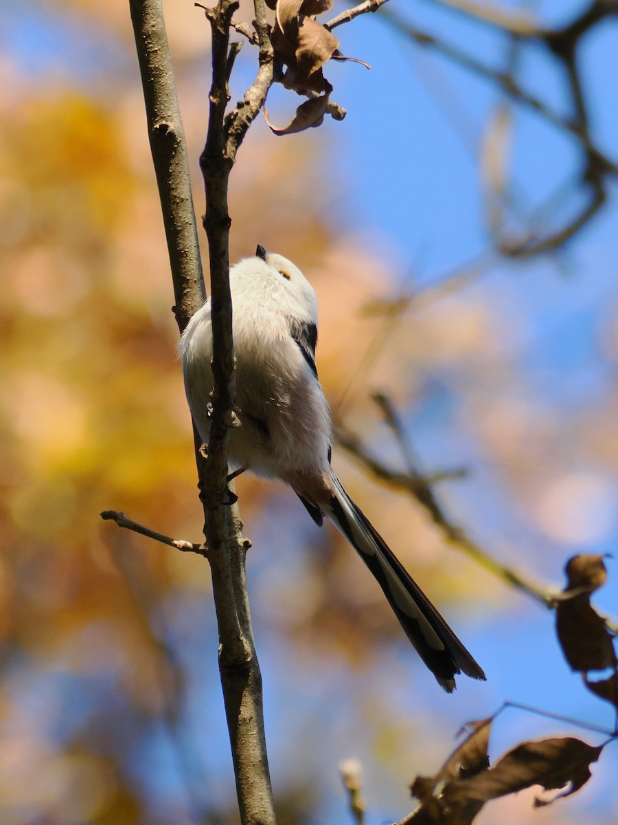 Long-tailed Tit - ML646109581