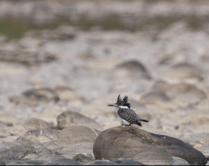 Crested Kingfisher - ML646109591