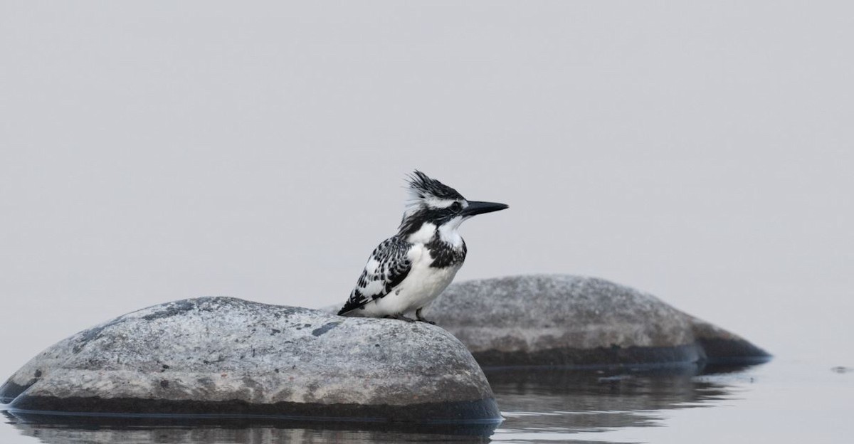 Pied Kingfisher - ML646109595