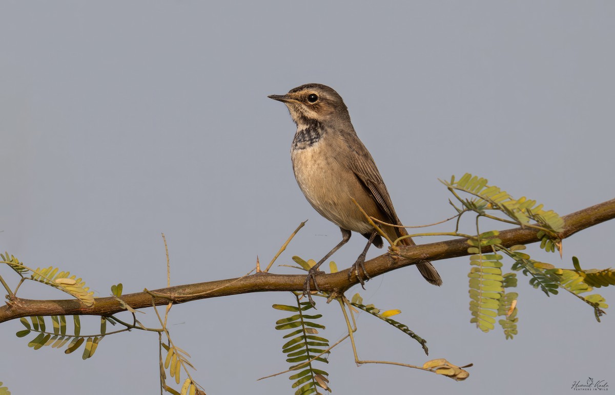 Bluethroat - ML646109596