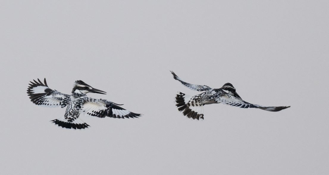 Pied Kingfisher - ML646109597