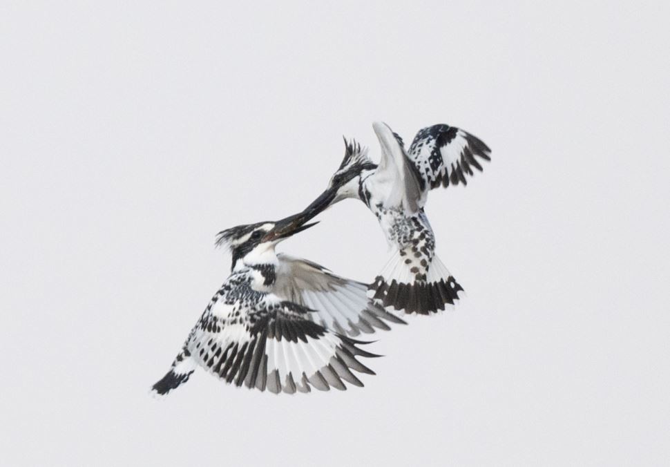 Pied Kingfisher - ML646109598