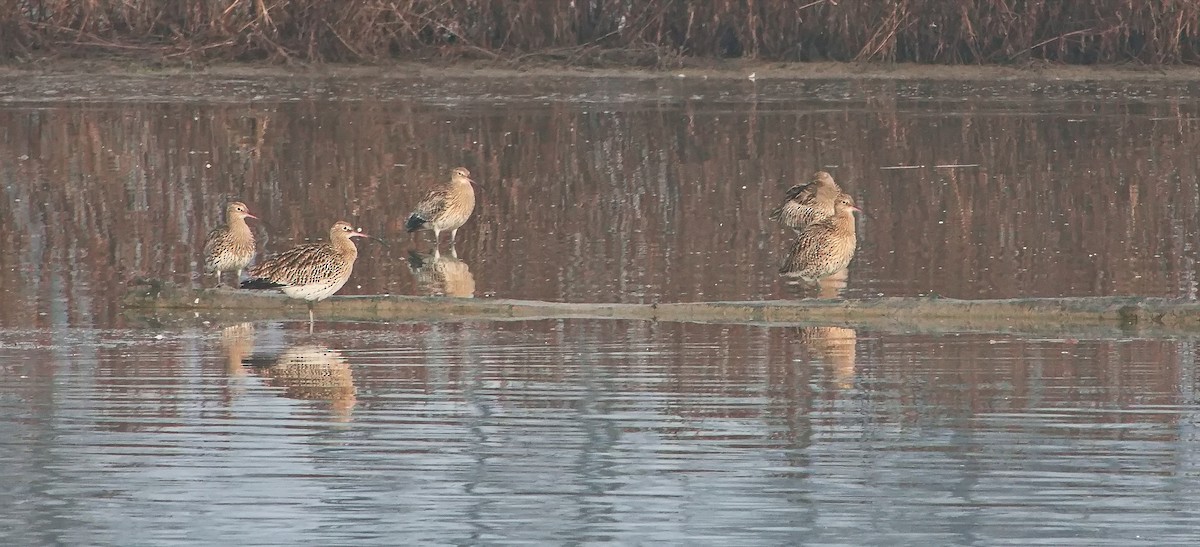 Eurasian Curlew - ML646109599