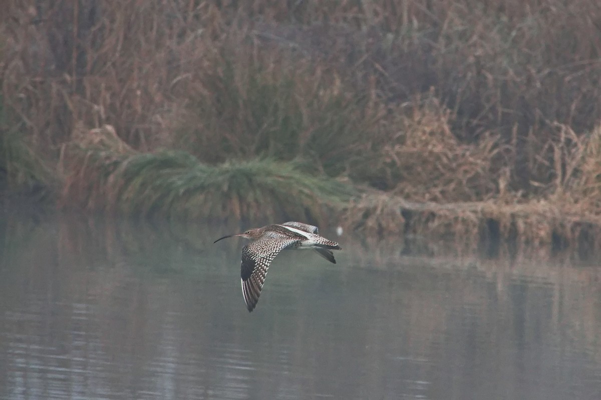 Eurasian Curlew - ML646109600