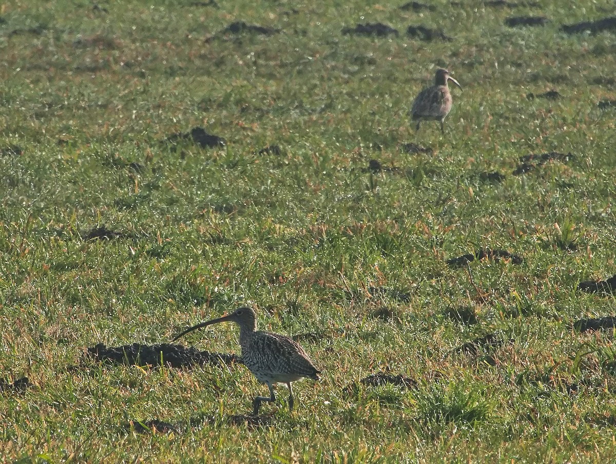 Eurasian Curlew - ML646109602