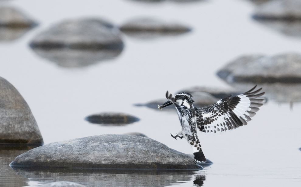 Pied Kingfisher - ML646109603