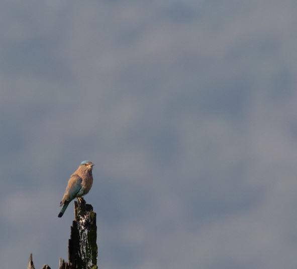 Indian Roller - ML646109607