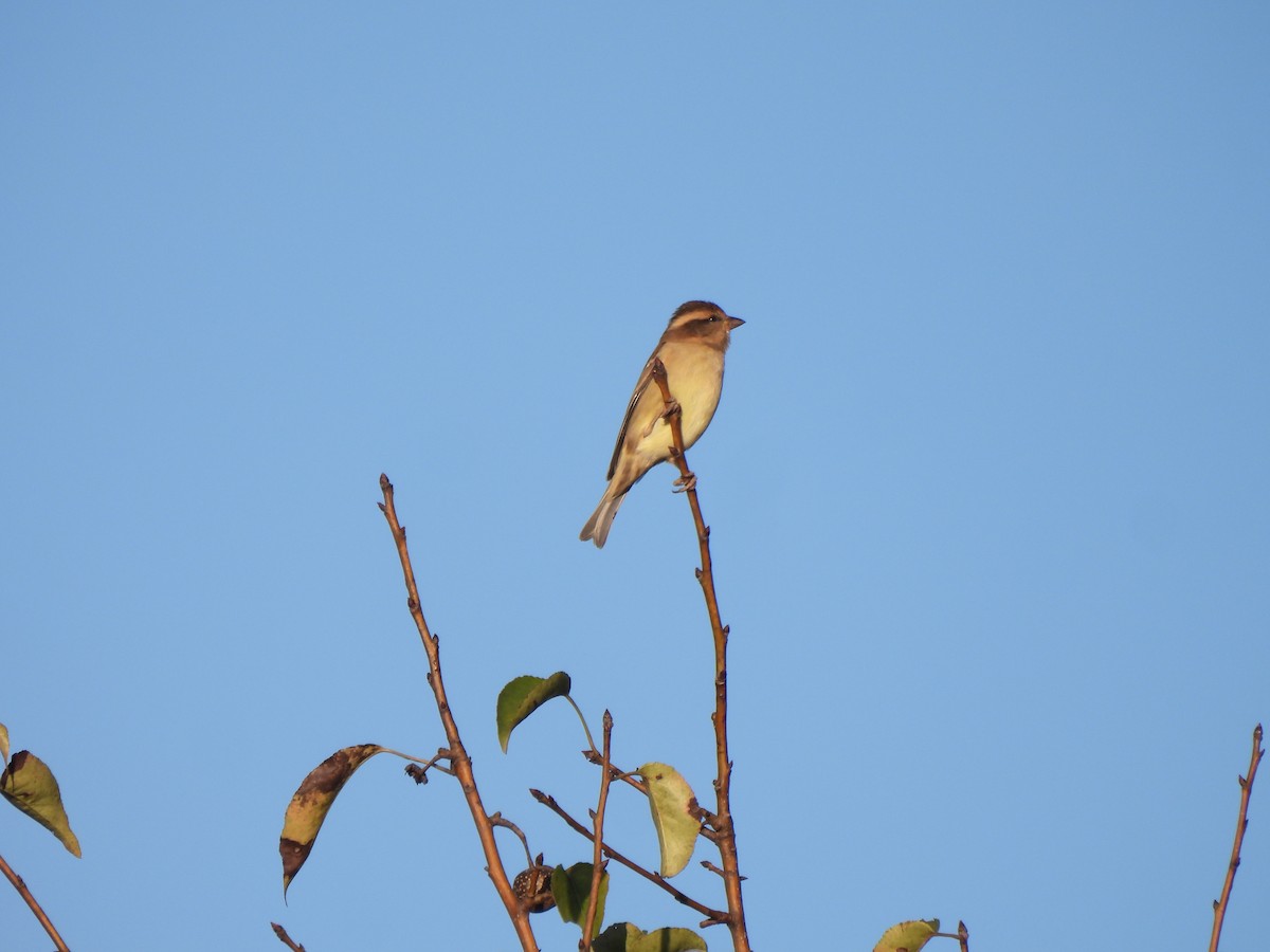 Russet Sparrow - ML646109609