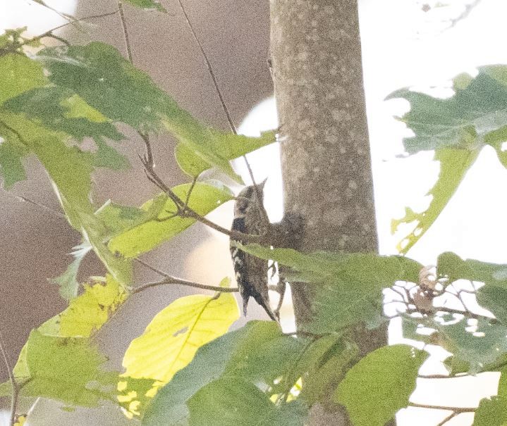 Gray-capped Pygmy Woodpecker - ML646109610
