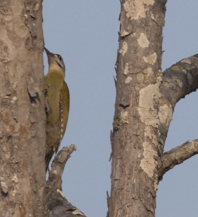 Pic cendré - ML646109615