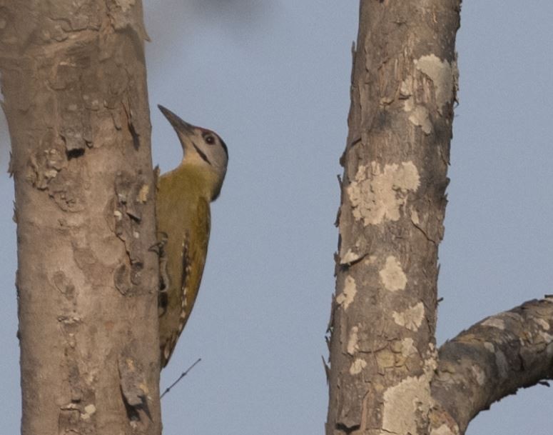 Pic cendré - ML646109619