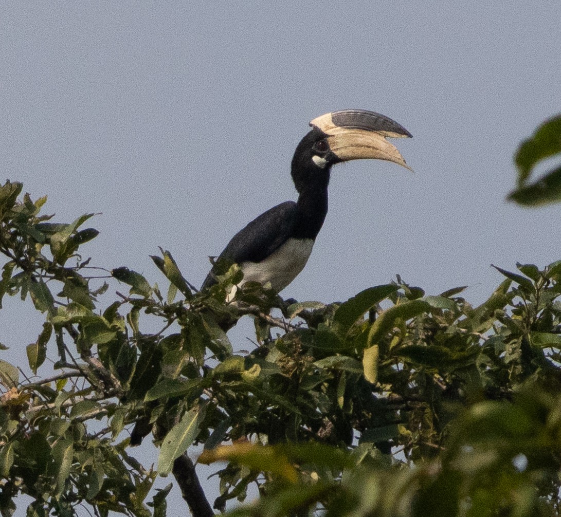 Птах-носоріг індійський - ML646109620