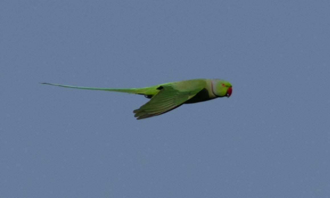 Rose-ringed Parakeet - ML646109621