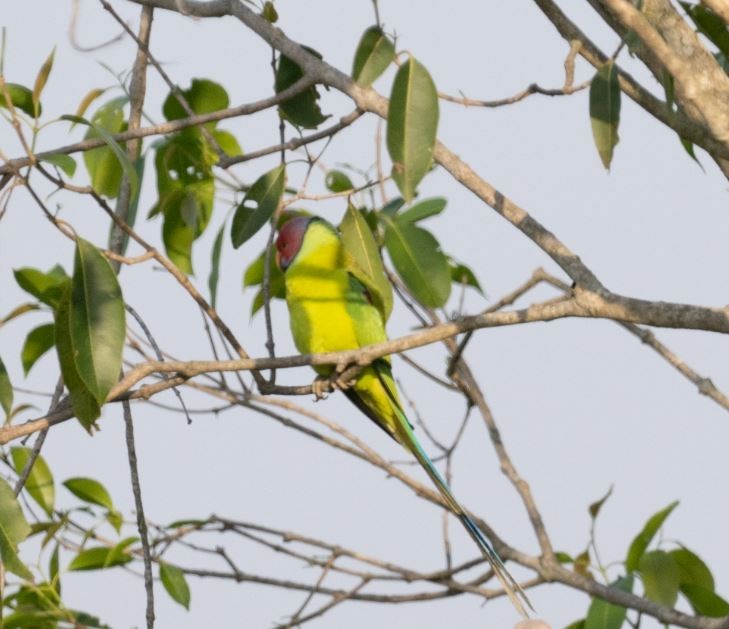 コセイインコ - ML646109622