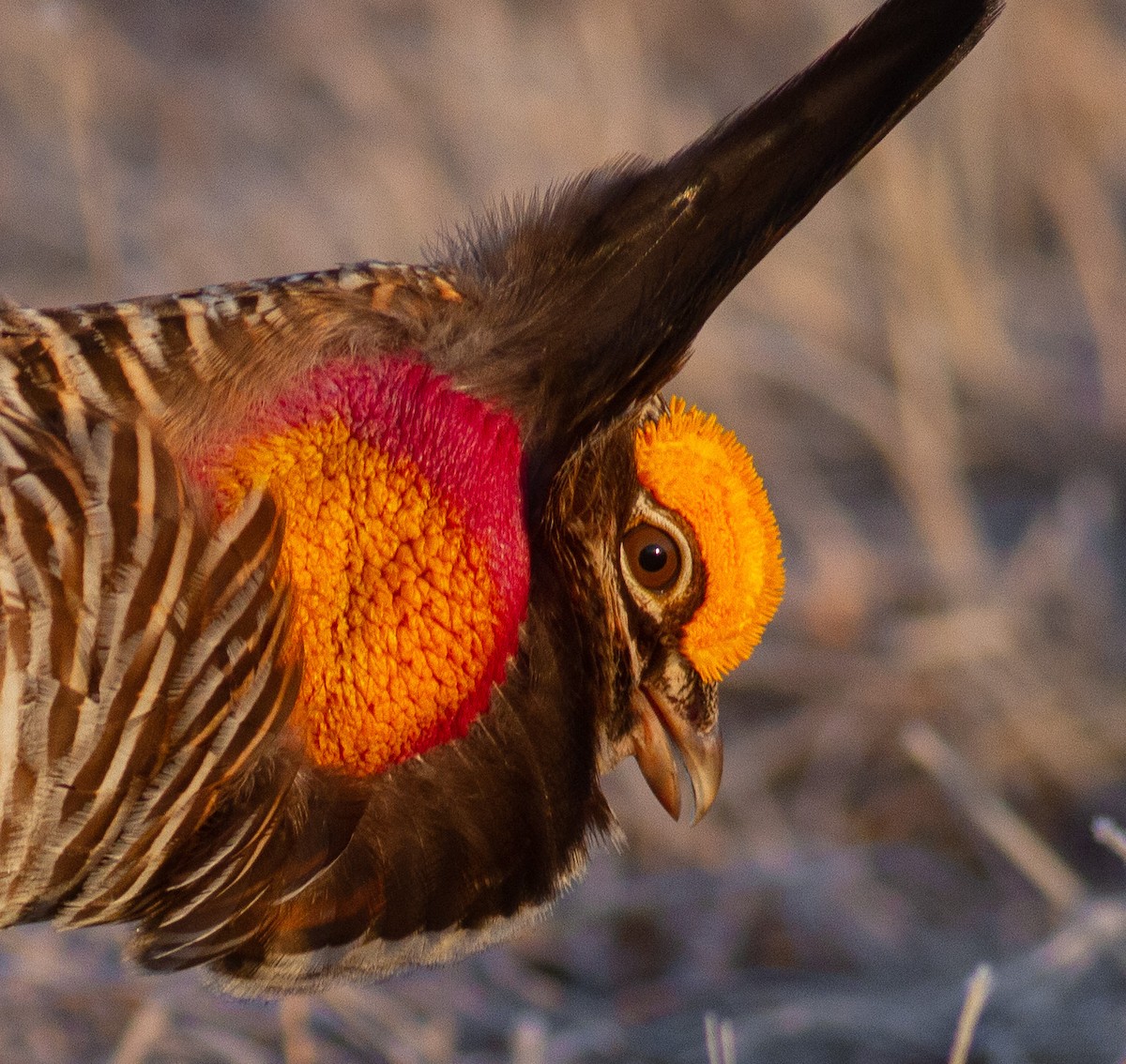 Greater Prairie-Chicken - ML646109623