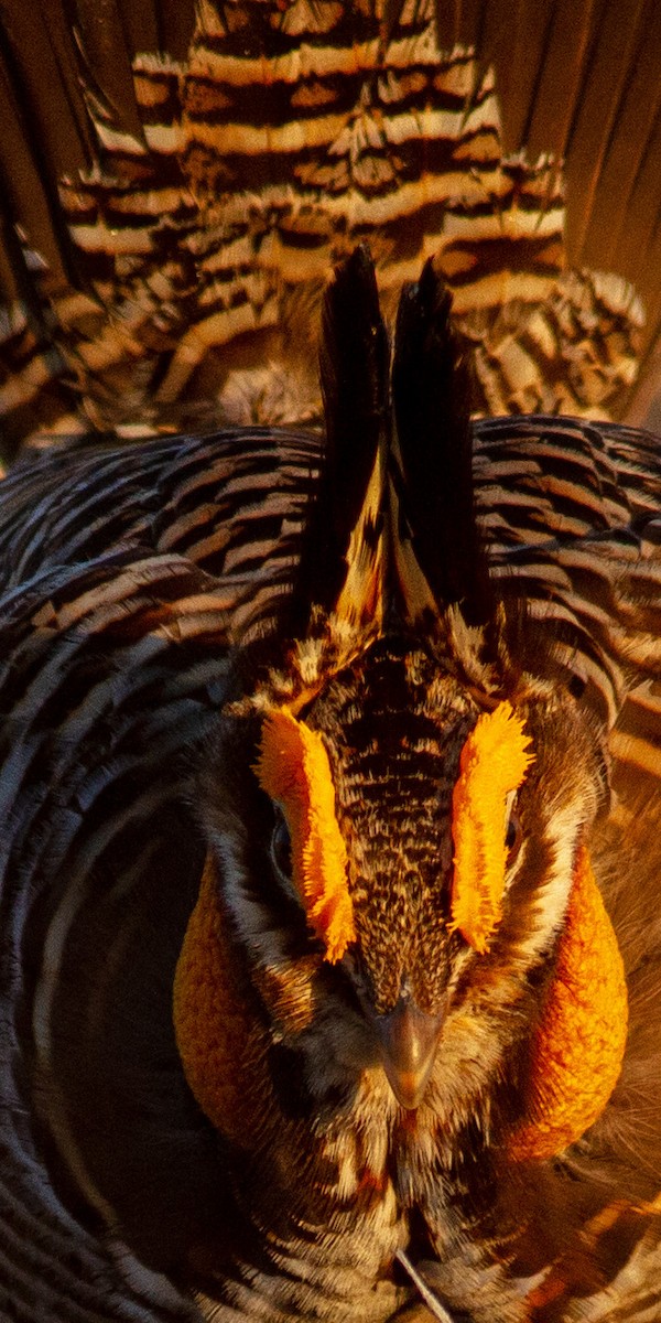 Greater Prairie-Chicken - ML646109624