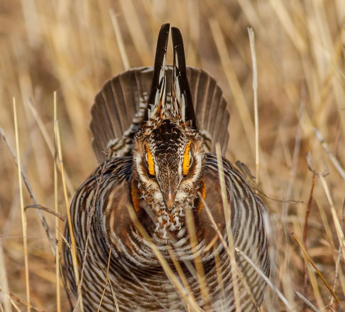 Greater Prairie-Chicken - ML646109625