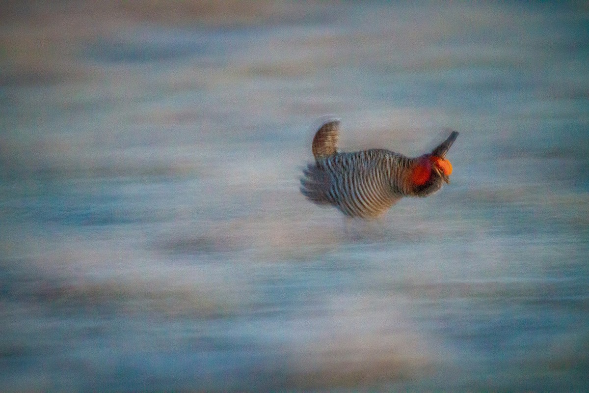 Greater Prairie-Chicken - ML646109626