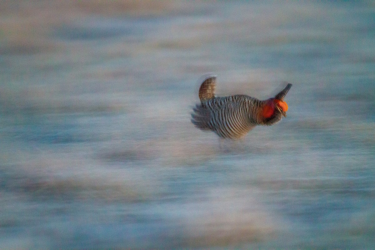 Greater Prairie-Chicken - ML646109627
