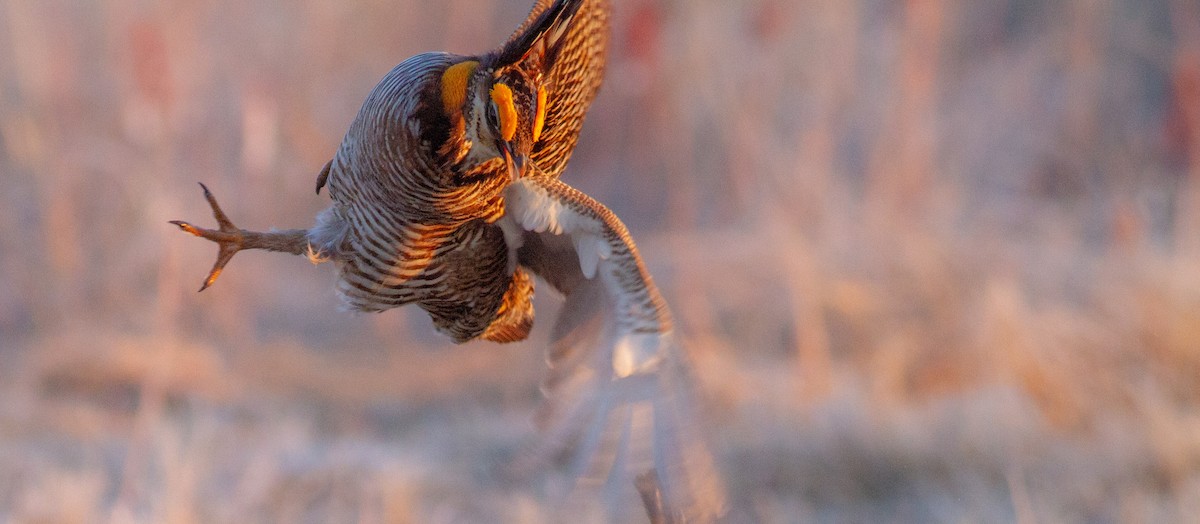 Greater Prairie-Chicken - ML646109628