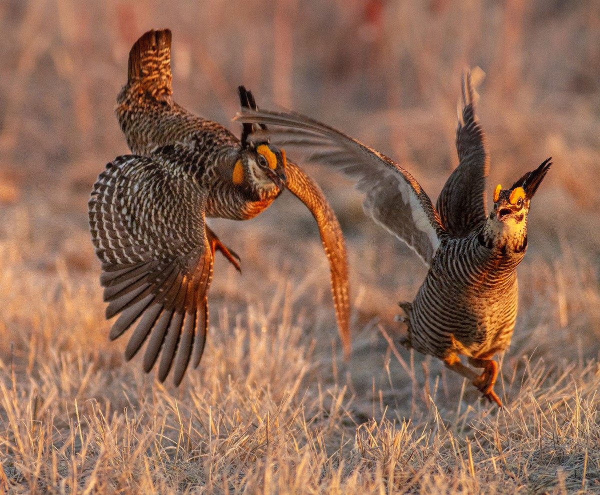 Greater Prairie-Chicken - ML646109629