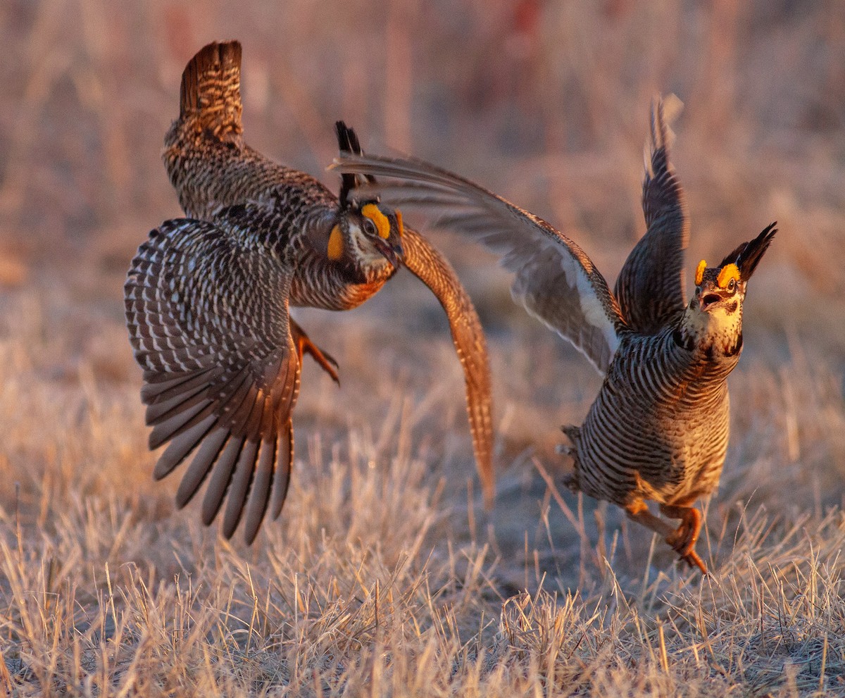 Greater Prairie-Chicken - ML646109630