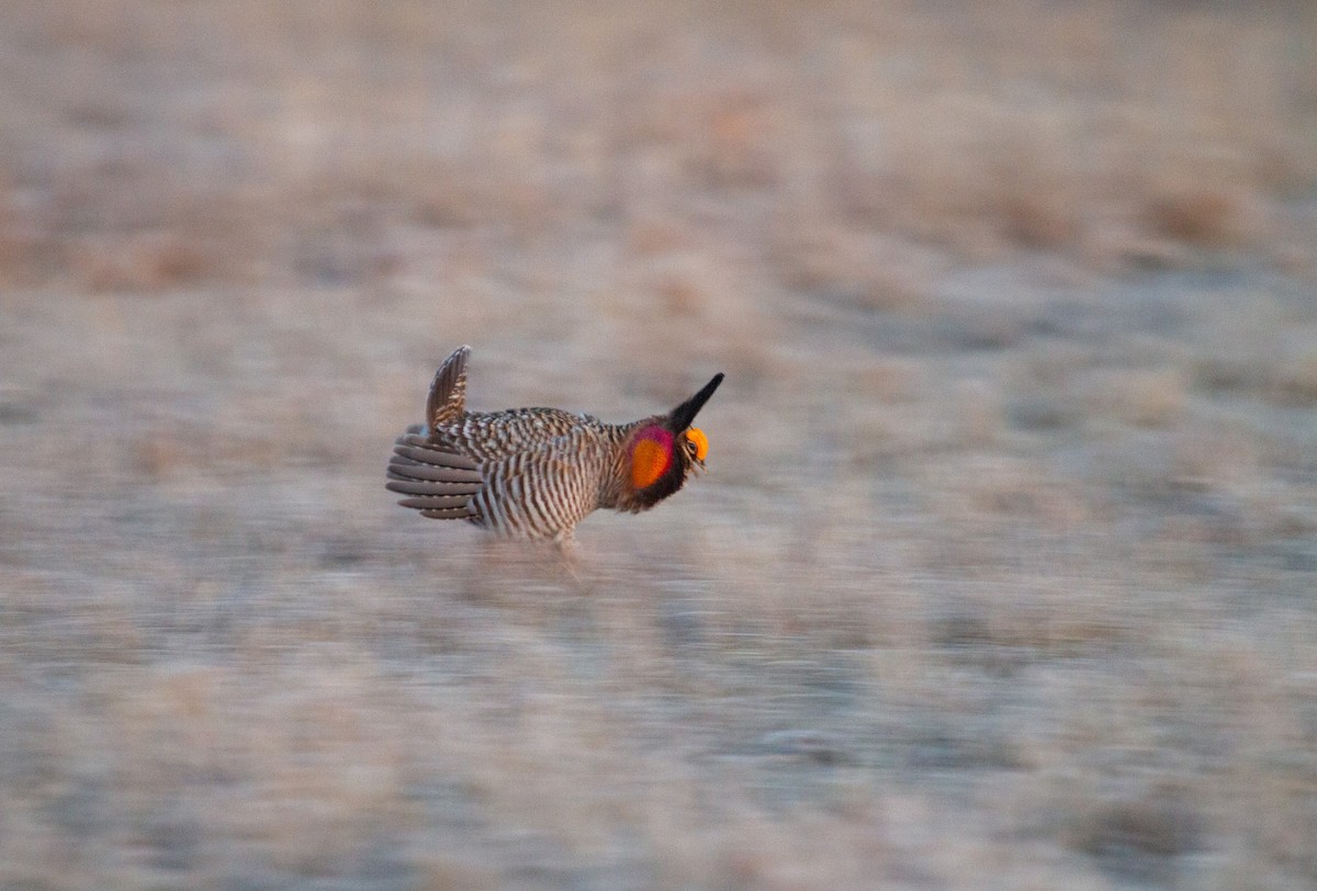 Greater Prairie-Chicken - ML646109631