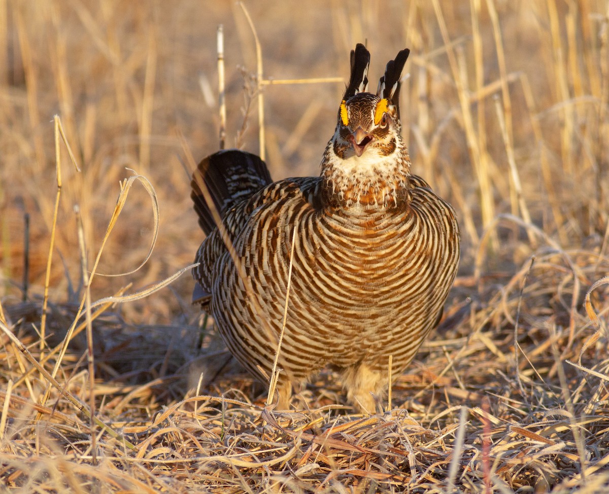Greater Prairie-Chicken - ML646109632
