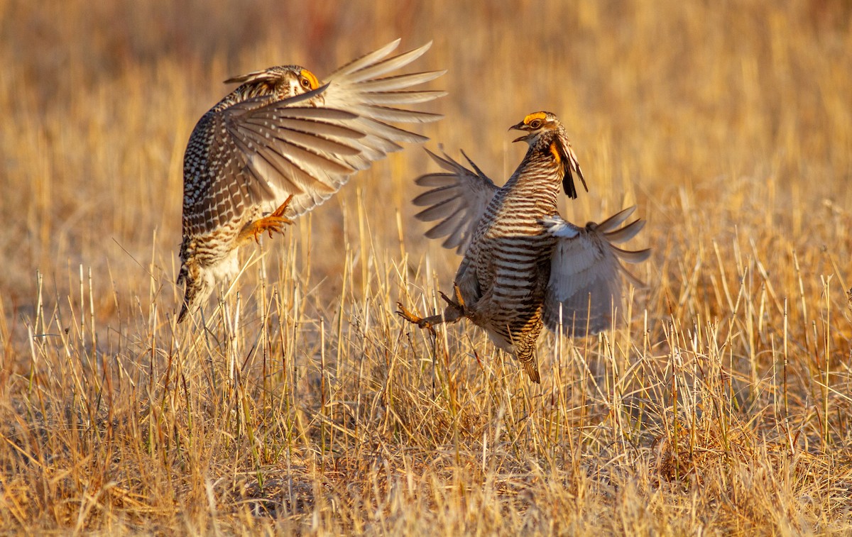 Greater Prairie-Chicken - ML646109634