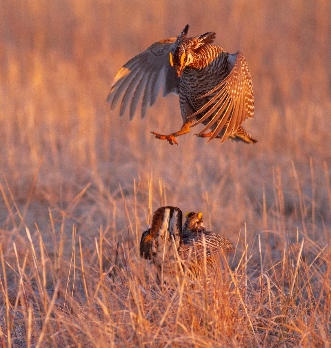 Greater Prairie-Chicken - ML646109635