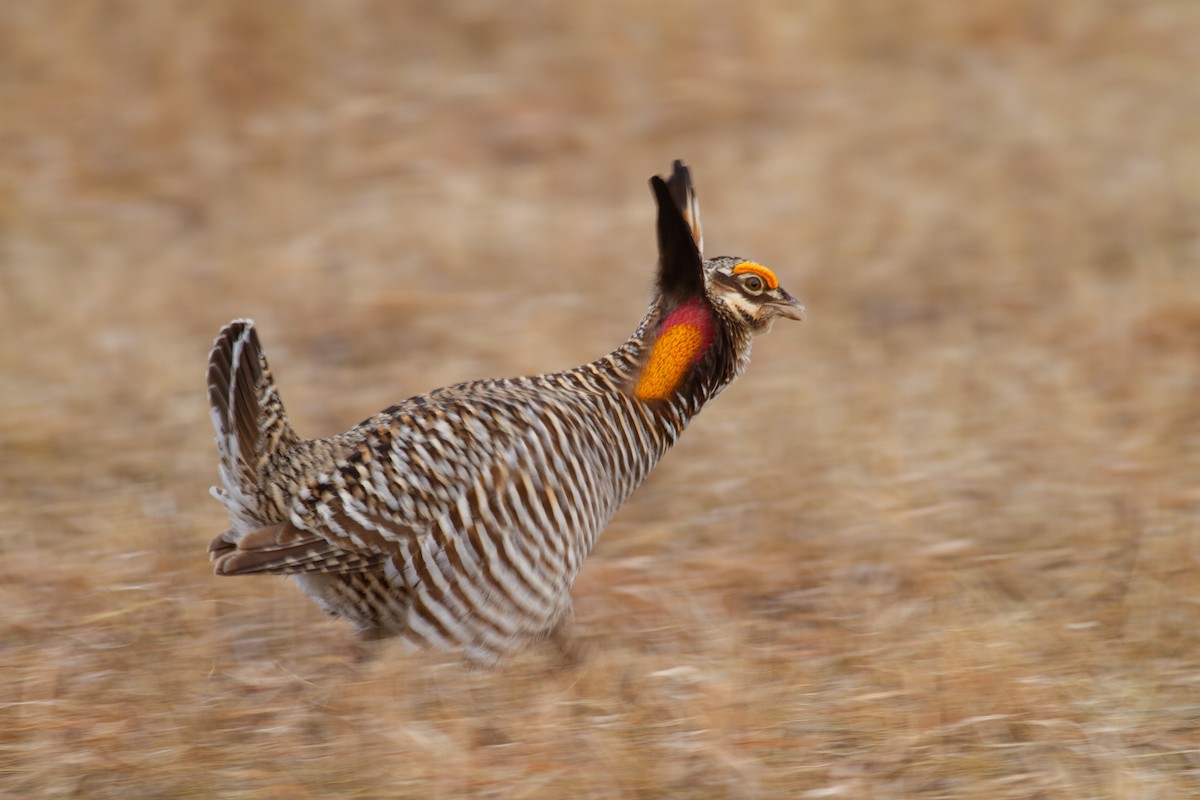 Greater Prairie-Chicken - ML646109637