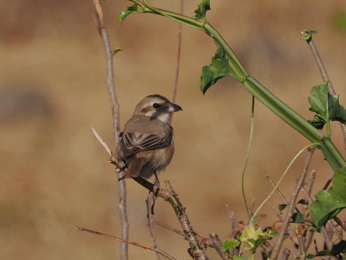 Antzandobi isabeldarra - ML646109639