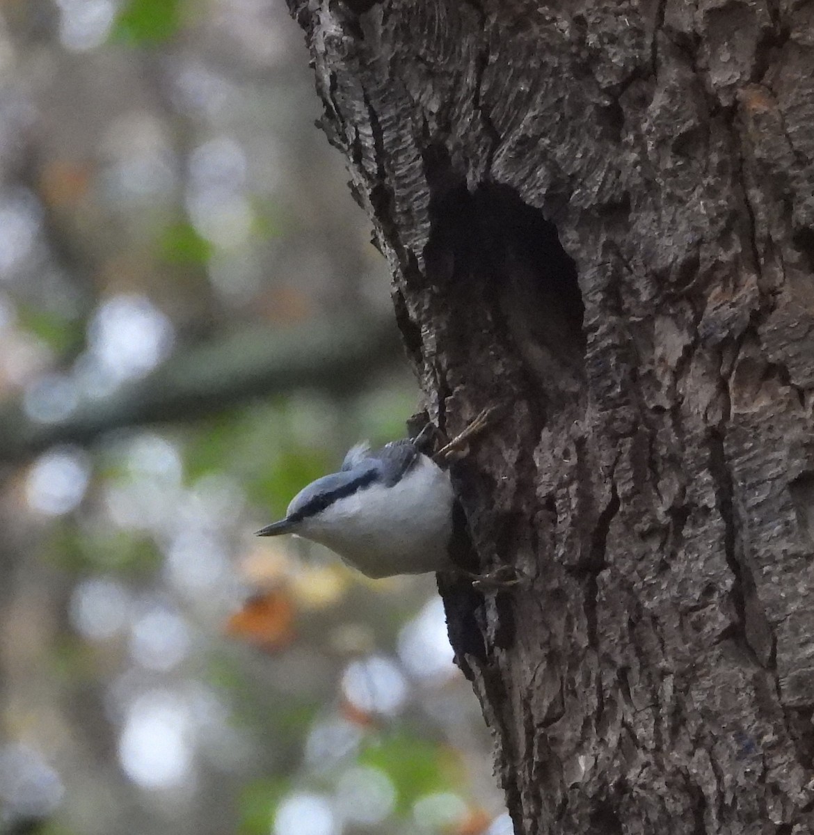 סיטה אירופית - ML646109641