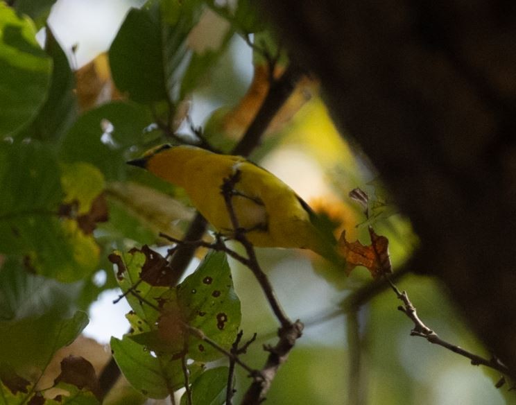 Scarlet Minivet - ML646109642