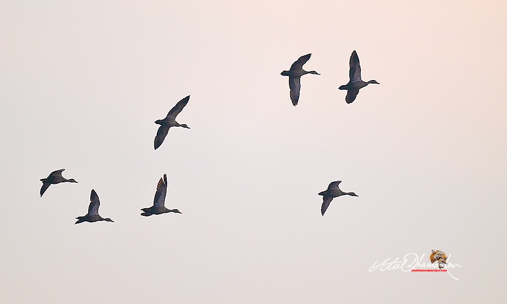 Indian Spot-billed Duck - ML646109666