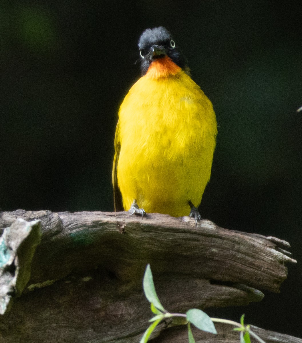 Flame-throated Bulbul - ML646109669