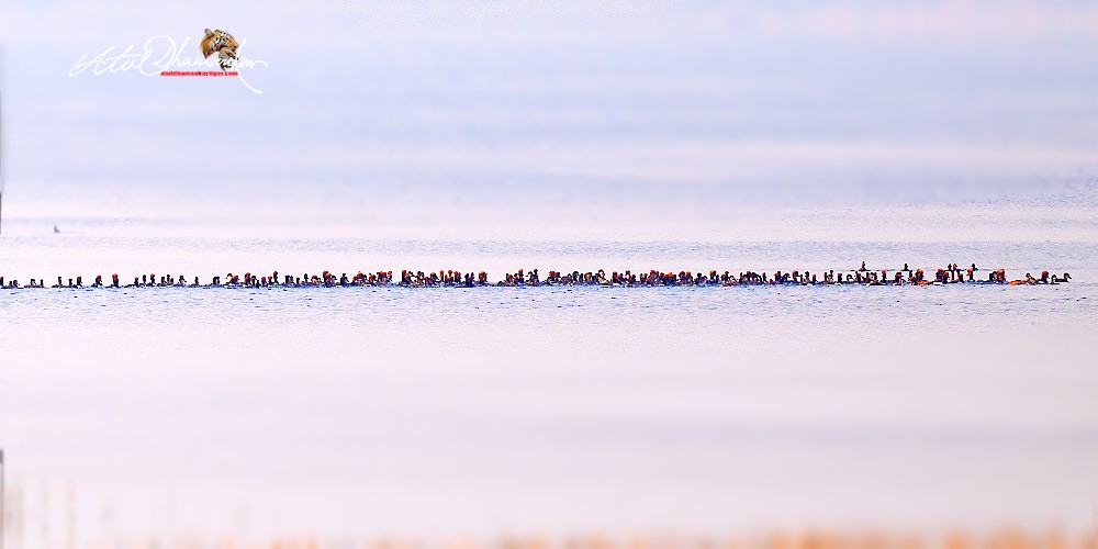 Red-crested Pochard - ML646109673